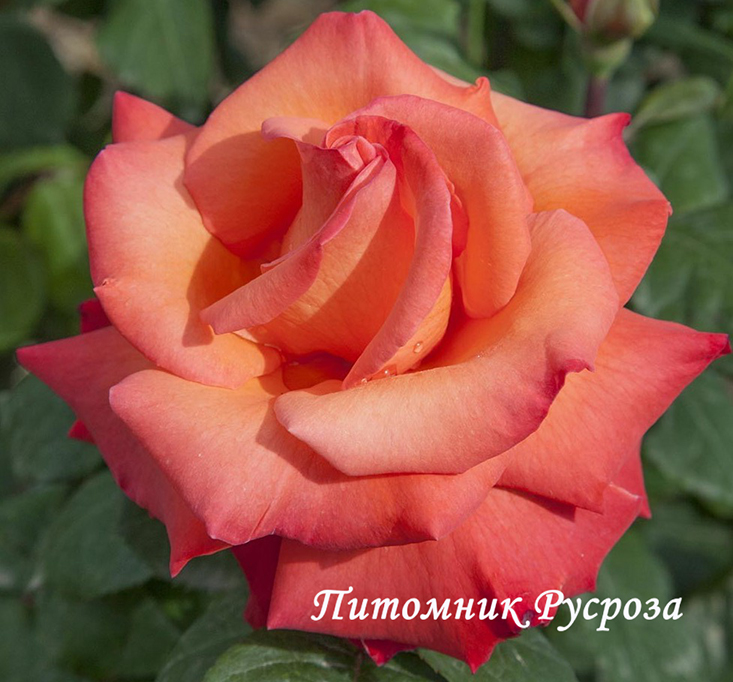 CHRISTOPHE COLOMB ШТ 80-110