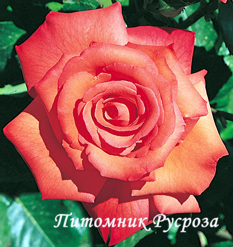 CHRISTOPHE COLOMB ШТ 80-110