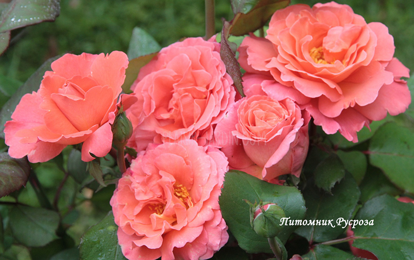 CHRISTOPHE COLOMB ШТ 80-110