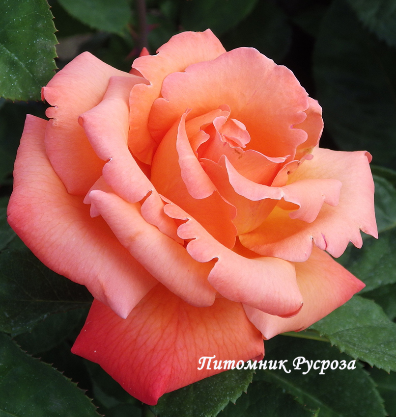 CHRISTOPHE COLOMB ШТ 80-110