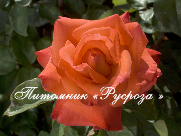 CHRISTOPHE COLOMB ШТ 80-110