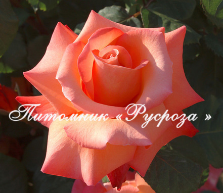 CHRISTOPHE COLOMB ШТ 80-110