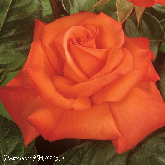 CHRISTOPHE COLOMB ШТ 80-110