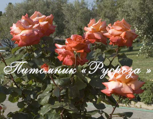 CHRISTOPHE COLOMB ШТ 80-110