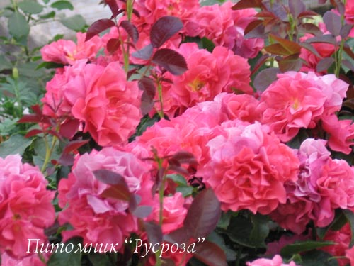 CINCO DE MAYO ШТ 70