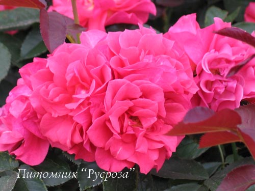 CINCO DE MAYO ШТ 70