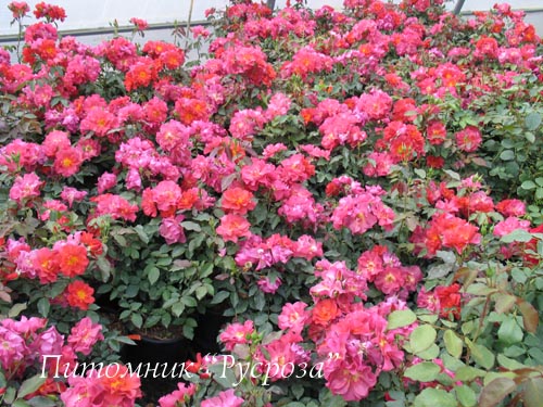 CINCO DE MAYO ШТ 70