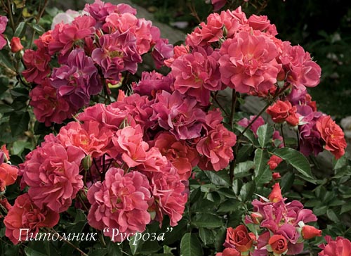 CINCO DE MAYO ШТ 70