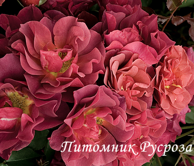 CINCO DE MAYO ШТ 70