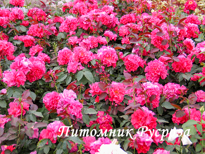 CINCO DE MAYO ШТ 70