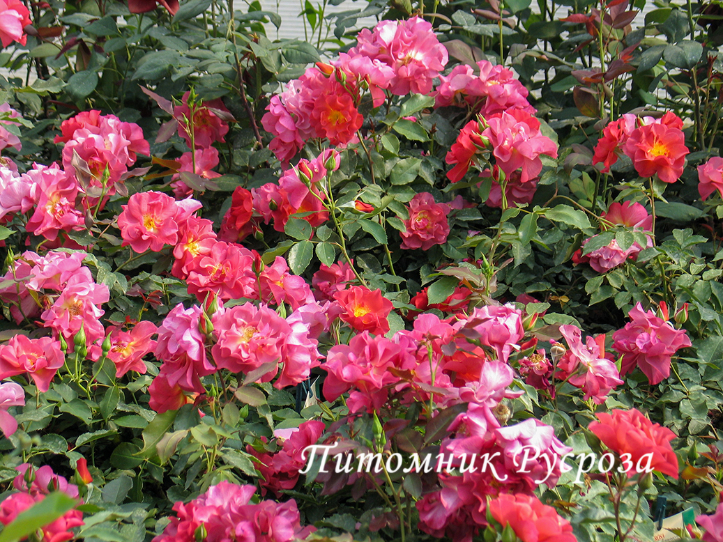 CINCO DE MAYO ШТ 70