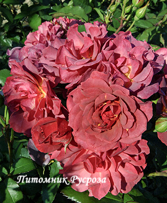 CINCO DE MAYO ШТ 70