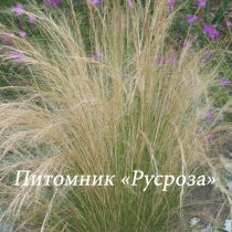 Ковыль тончайший 