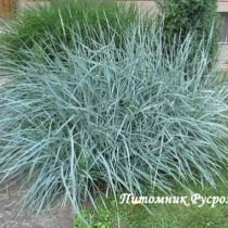 Колосняк песчаный 