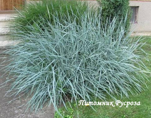 Колосняк песчаный 