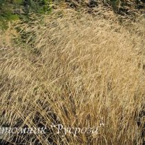 Луговик дернистый 