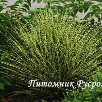 Мискантус китайский 