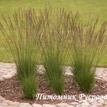 Молиния голубая 