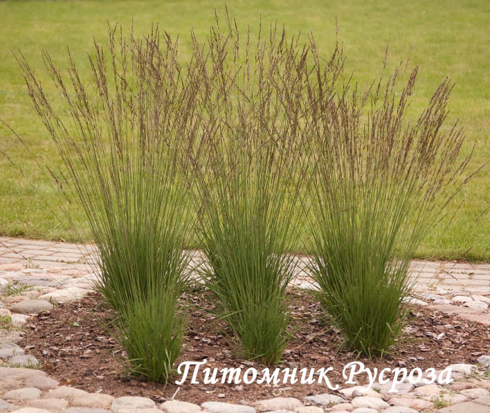Молиния голубая 