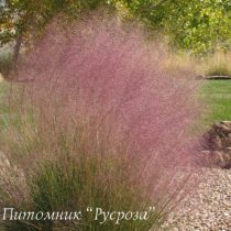 Мюленбергия волосовидная