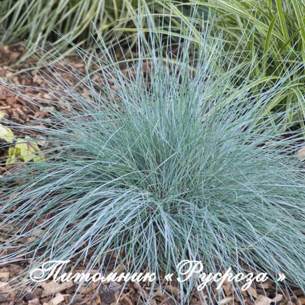 Овсяница аметистовая