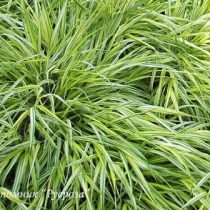 Осока Морроу Aureovariegata