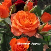 ОРАНЖЕВОЕ ПЛАМЯ