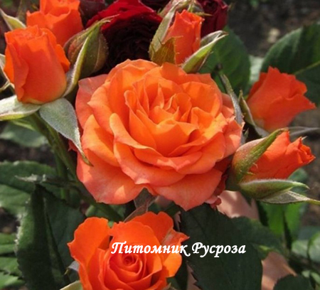 ОРАНЖЕВОЕ ПЛАМЯ