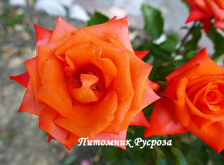 ОРАНЖЕВОЕ ПЛАМЯ