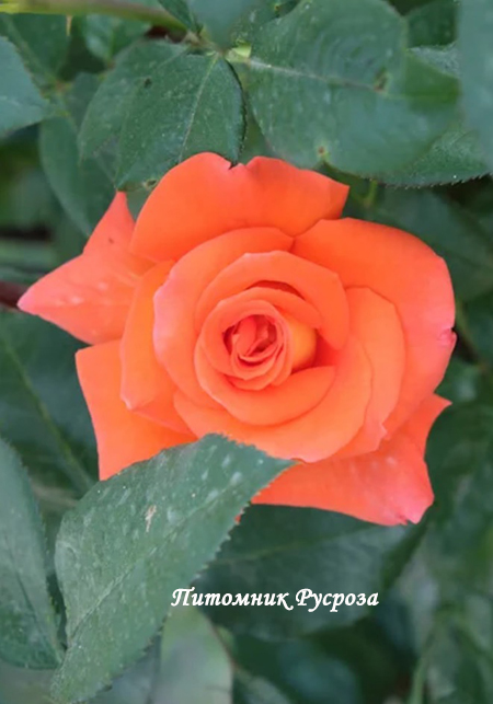 ОРАНЖЕВОЕ ПЛАМЯ