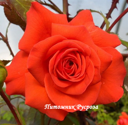 ОРАНЖЕВОЕ ПЛАМЯ