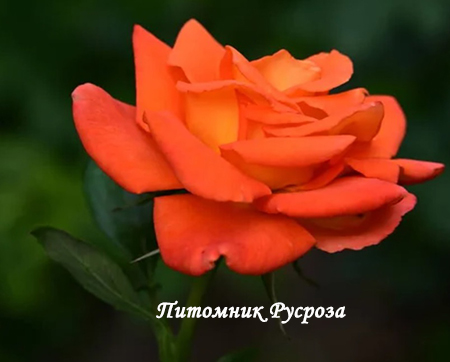 ОРАНЖЕВОЕ ПЛАМЯ