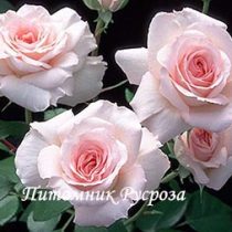 ОЧАРОВАНИЕ