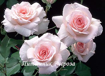 ОЧАРОВАНИЕ