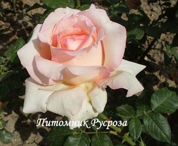 ОЧАРОВАНИЕ