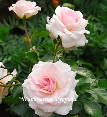 ОЧАРОВАНИЕ