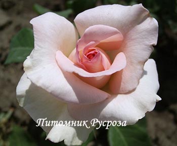 ОЧАРОВАНИЕ