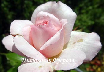 ОЧАРОВАНИЕ