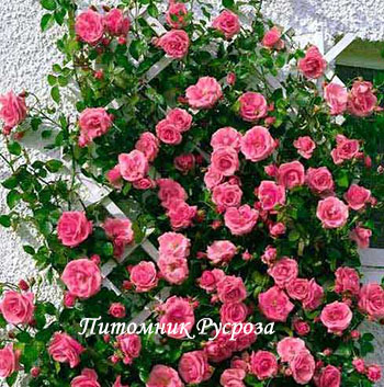 ПАРТЕНИТКА