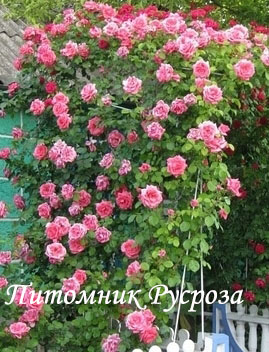 ПАРТЕНИТКА