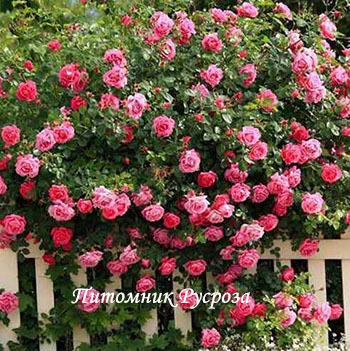 ПАРТЕНИТКА