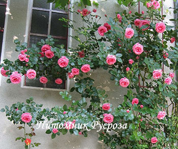 ПАРТЕНИТКА