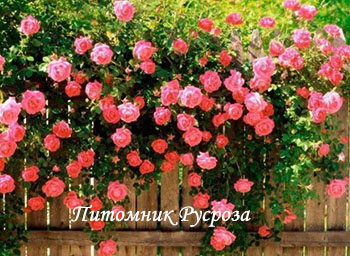 ПАРТЕНИТКА