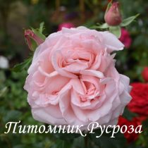 ПЕРВОКЛАССНИЦА