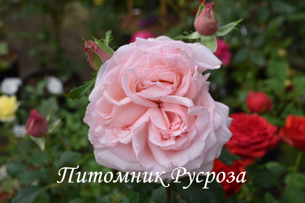 ПЕРВОКЛАССНИЦА