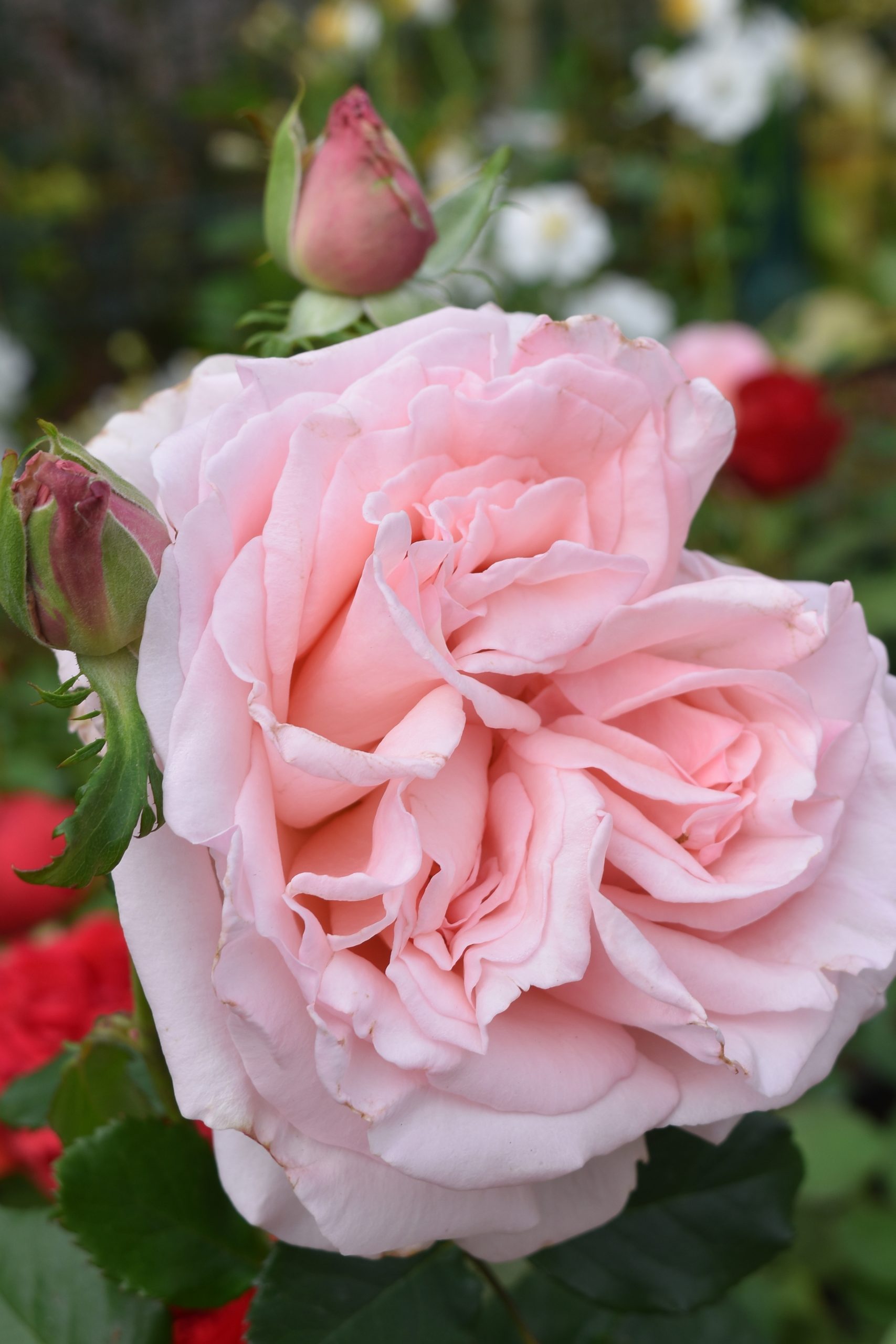 ПЕРВОКЛАССНИЦА