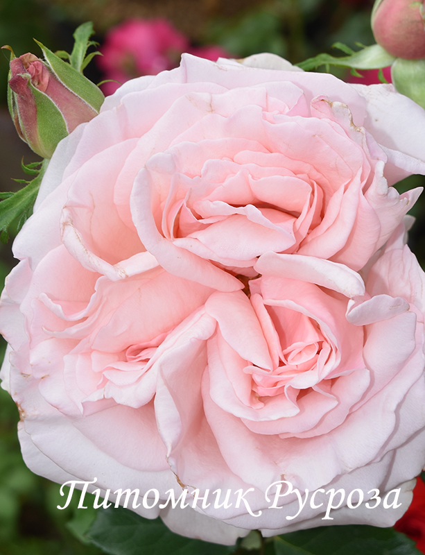 ПЕРВОКЛАССНИЦА