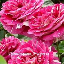 ПЕСТРАЯ ФАНТАЗИЯ