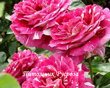 ПЕСТРАЯ ФАНТАЗИЯ