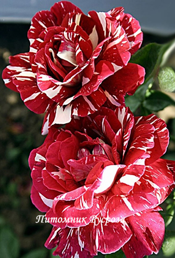 ПЕСТРАЯ ФАНТАЗИЯ